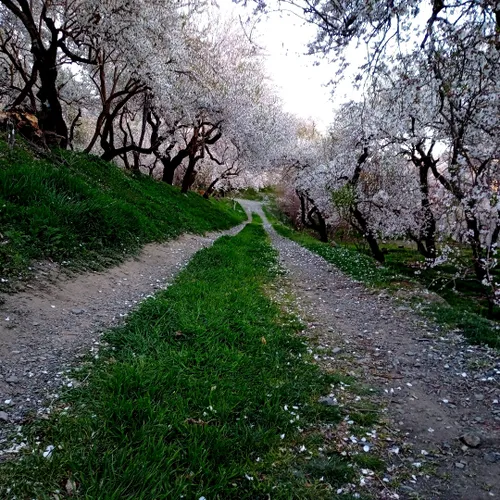 **بیکران پیداست**