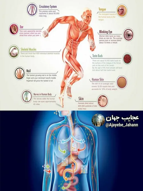 بدن انسان میزان کربن موجود برای تولید ۹۰۰ عدد مداد ، آب ک