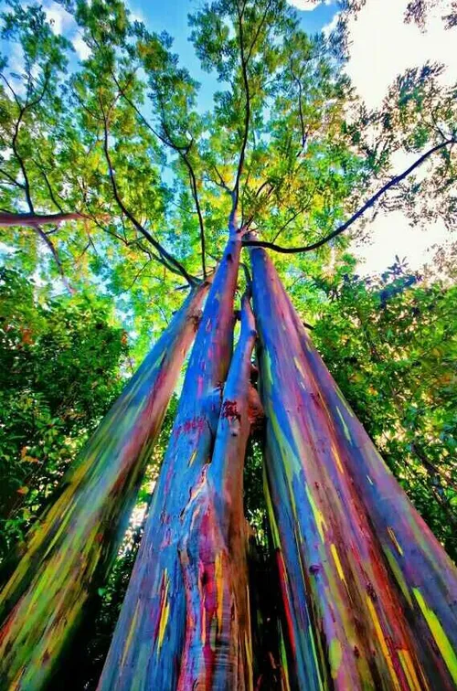 درخت عجیب و زیبای رنگارنگ