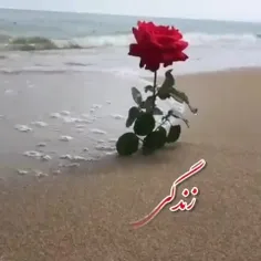 🌹 زندگی باید کرد 