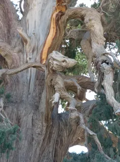 درخت سرو کهنسال (سنگان-خاش)