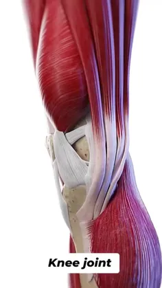 آیا دنبال برنامه رژیم غذایی و برنامه ی بدنسازی و برنامه ی