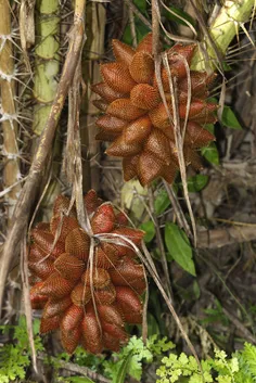 سالک: Salak