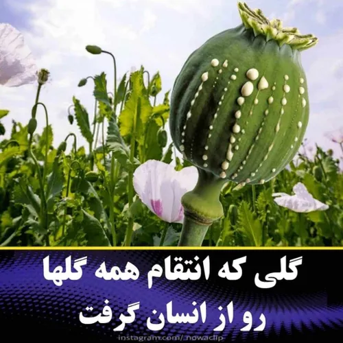  davoodnosrati00 44100389 - عکس ویسگون