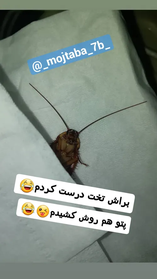 چیکار کنیم سرگرمی نیست که دیگه اینا هم شدن رفیقام😂 😂 😂