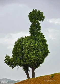 درختی که بصورت طبیعی شباهت به شترمرغ دارد!