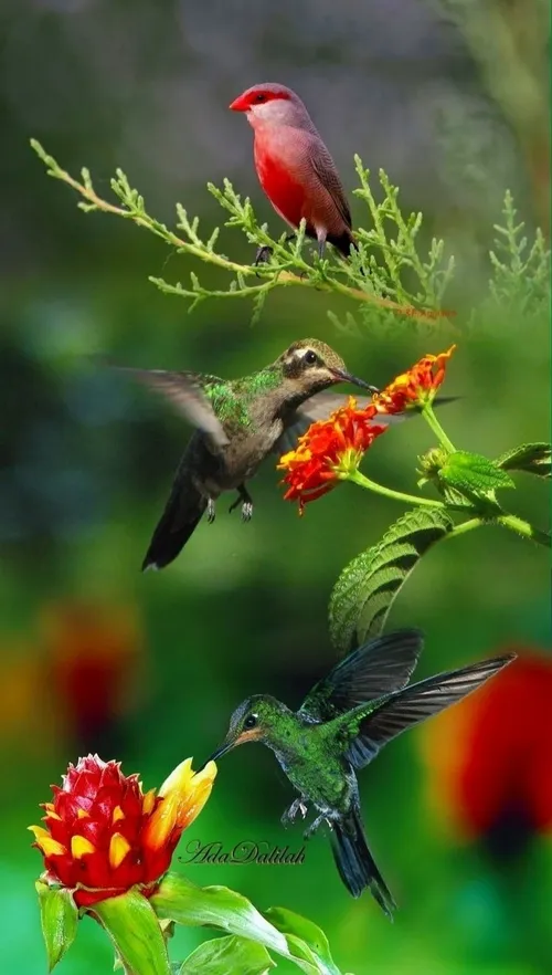 پرندگان در طبیعت زیبا