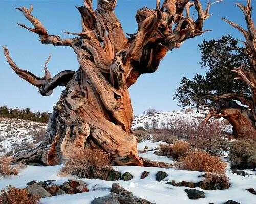 یکی از قدیمی ترین درخت های دنیا