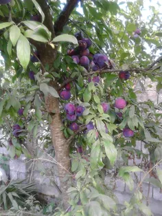 جای همتون خالی دوستای گلم...خونه عمم تو حیاطشون درخت میوه