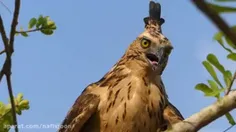 💠ویدئوی جنگ مرغ مادر با عقاب برای نجات جوجه ها💠
