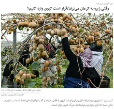 ایران چهارمین تولیدکننده #کیوی جهان است و دولت وارداتچی ب