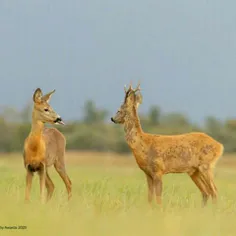 تصاویری جالب از #کمدی حیات وحش 😆😄