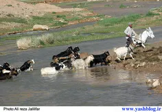 مشکلات مسیر کوچ..قشقایی ها