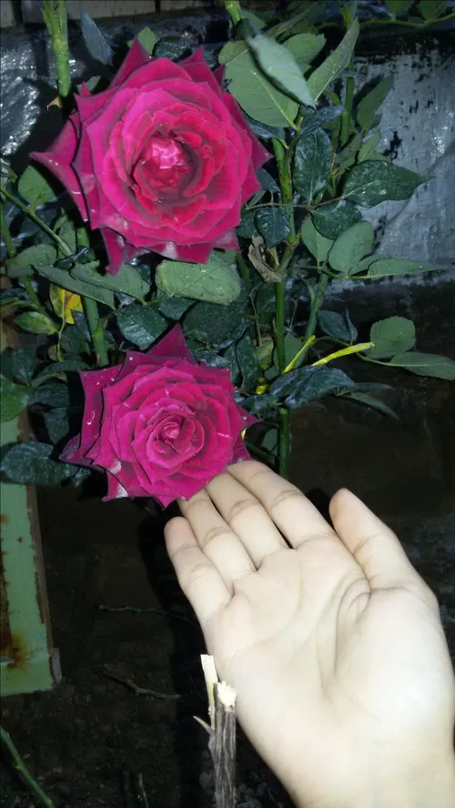 گل رز چوئبده من