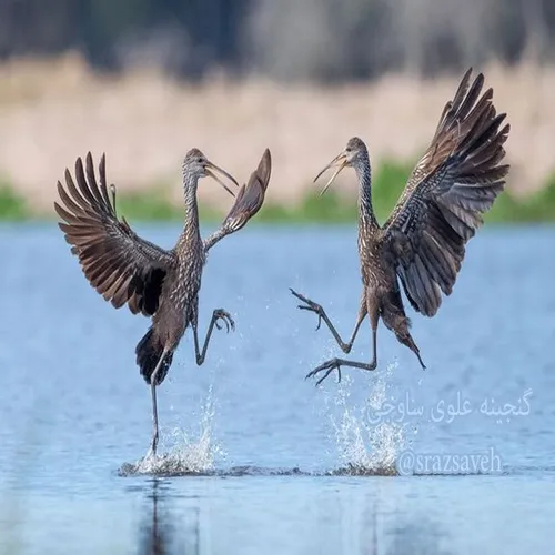 رقص پرندگان روی آب
