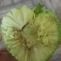 اقا یکی بگه این چیه🤔میوه ی؟