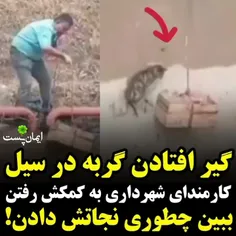 حرکت جالب کارمند شهرداری برای نجات گربه! ببینید👏🤩🍀