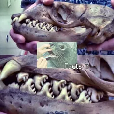 دندان های خوک ابی 😧