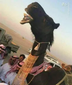 🔴 😳 ازدواج جنجالی دو شتر در عربستان این جشن 16میلیون ریال