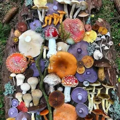 قارچک🍄✨️