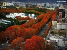 پاییز زیبای خیابان ولیعصر تهران در جءو گرافیک