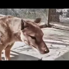تیلاسین (Thylacine) یک جانور کیسه‌دار گوشتخوار منقرض شده 