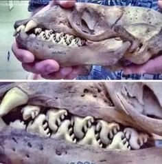 اینم تصویری از نادرترین و عجیب ترین نوع دندان در جهان متع