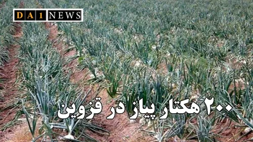 کشت پیاز در سطح ۲۰۰ هکتار از مزارع کشاورزی استان قزوین