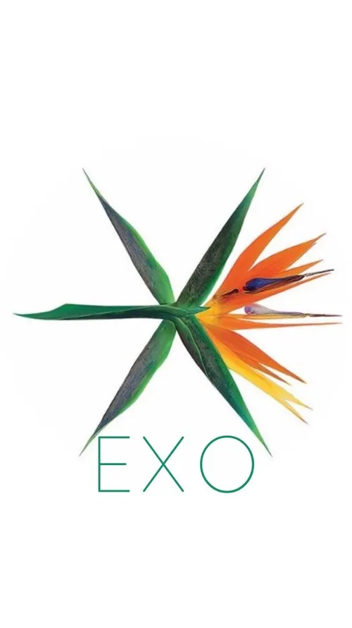 پس زمینه (exo)