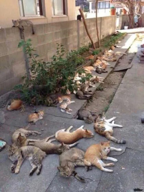محله گربها