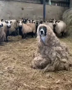 نگاه گوسفندا فقط 😂