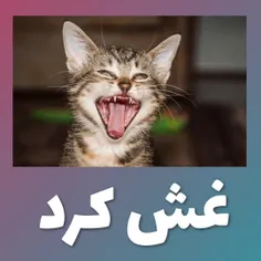 گربه زرده با خودش چه فکرا که نمی‌کنه😂😂😂😂