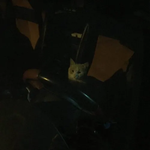 شیشه پایین بود
رفتم دیدم گربه تو ماشینه(: