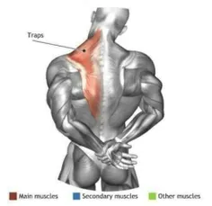 حرکت کششی مناسب برای عضلات پشت و گردن