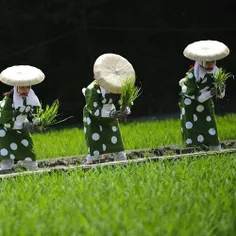 تصویری از زنان#برنج_کار با لباس های#سنتی در ناگویای#ژاپن 