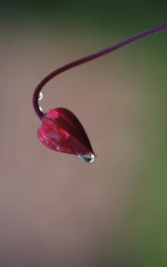 بدیار عشقِ تو مانده ام، زکسی ندیده عنایتی،
