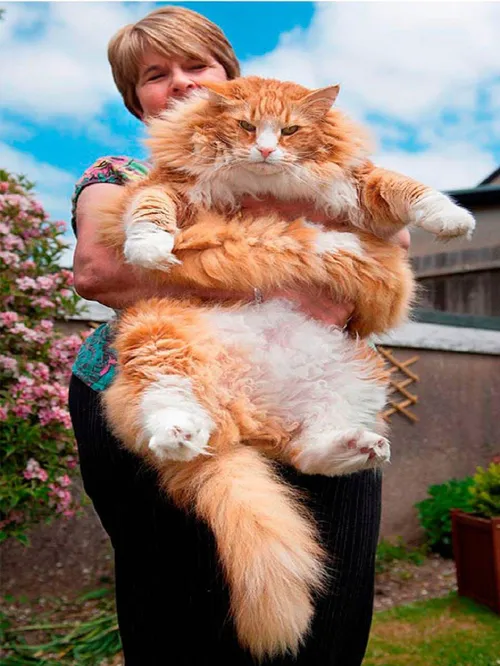 رکورد بزرگترین گربه جهان باز شکسته شد