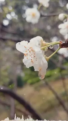 خداۍقشنگم♥️✨