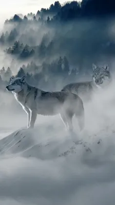 💎 #Wallpaper 🐺 #Wolf