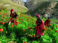 ابری خبر کن قاصد باران، پرستو جان!
