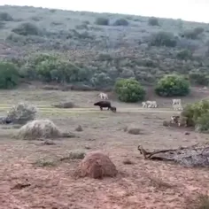 مادر بودن یعنی این نه اینکه نوزاد تازه متولد شده رو میبری