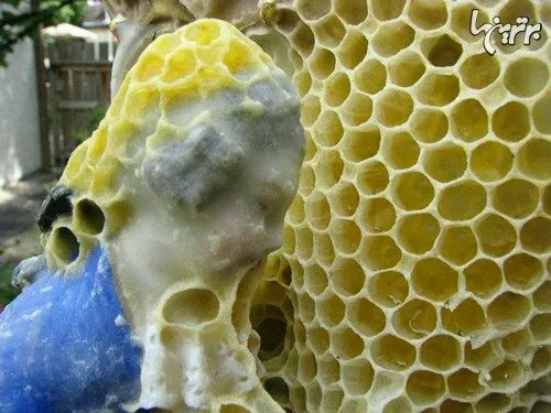 هنرنمایی با کمک زنبورهای عسل!