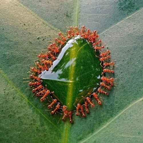 تصویری بی نظیر از آبخوردن دست جمعی مورچه ها بر روی یک برگ