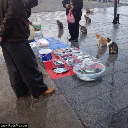 بیچاره گربه ها یا مرد ماهی فروش؟؟