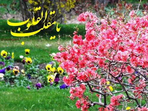 نوروز یعنی