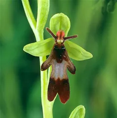 ارکیده مگسی (Ophrys insectifera