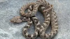 مار گربه اروپایی (European cat snake)، همچنین به عنوان سو