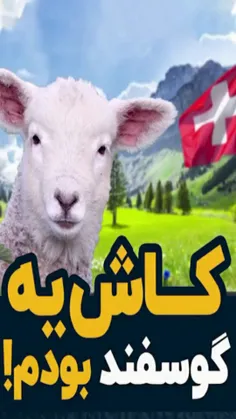 کاش یه گوسفند بودم !🤯😂