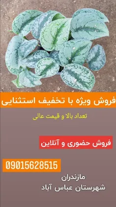 همین الان اقدام کنید😍