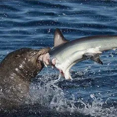 شکار یک کوسه ۸ فوتی توسط یک شیر دریایی گرسنه